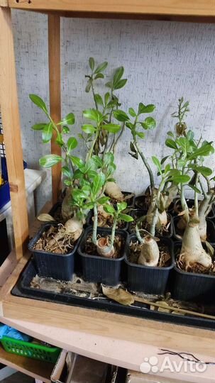 Цветы домашние в горшках