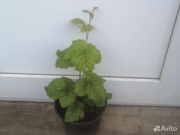 Йошта,Смородина,Крыжовник,Фундук,Ежевика,жимолос