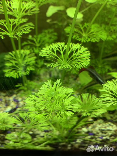 Лимнофила (аквариумное растение)