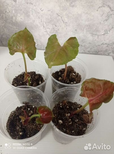 Сингониум клубничный лед