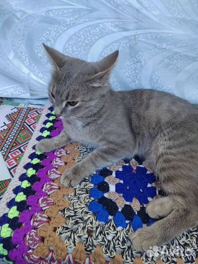 Кошка в добрые руки