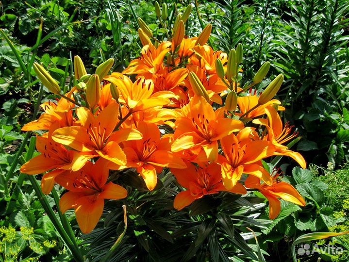 Лилия оранжевая многолетняя