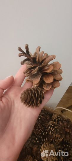 Шишки сосновые для творчества и декора