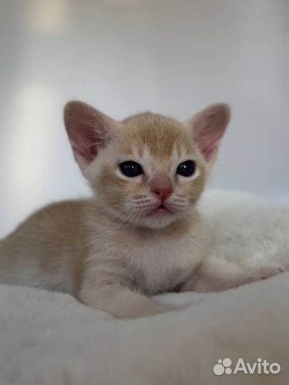 Бурманские котята крем