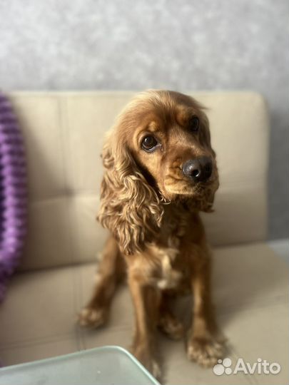 Английский спаниель