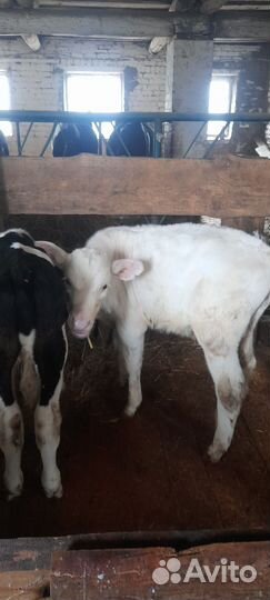 Телята бычки