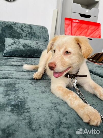 Невероятный щенок в добрые руки