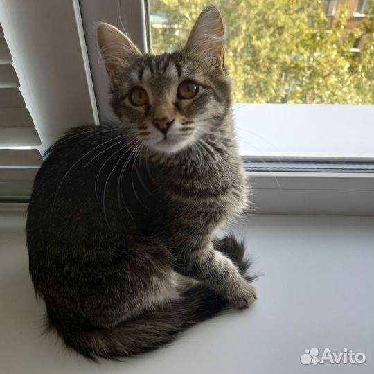 Кошка в добрые руки