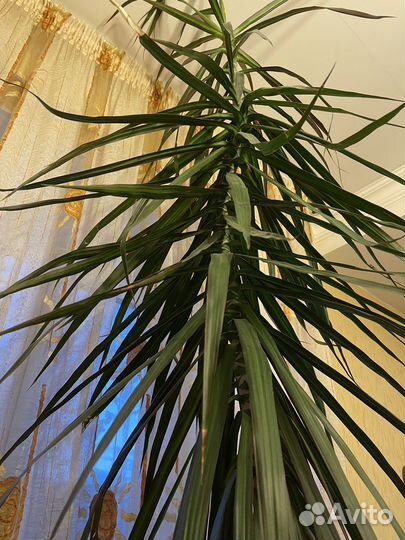 Драцена 315 см
