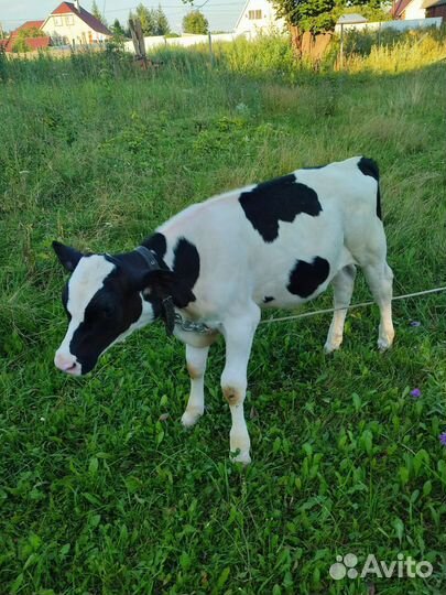 Телята бычки