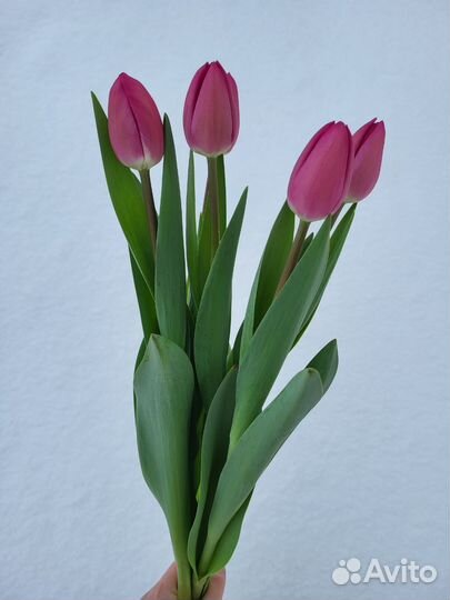 Тюльпаны к 8 марта оптом