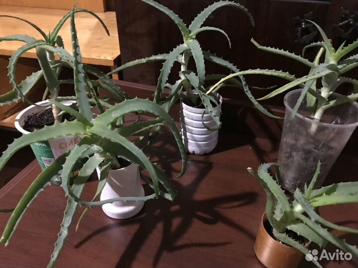 Алоэ,влоэ-вера,мята ком.,бальзам,герань,каллизия