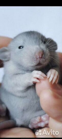 Дамбо голубая норка крысята