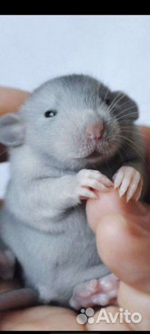Дамбо голубая норка крысята