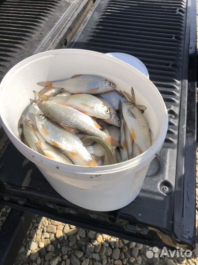 Рыбалка. Организация рыбалки. Беседки. Номера