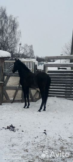 Продам лошадь(жеребец)