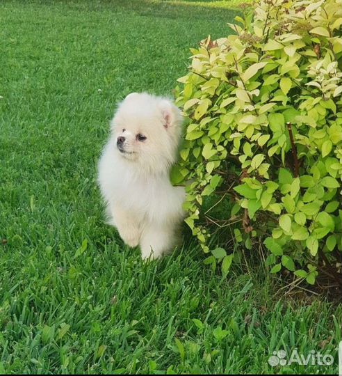 Девочка померанский шпиц