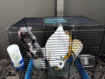 Крысы бесплатно