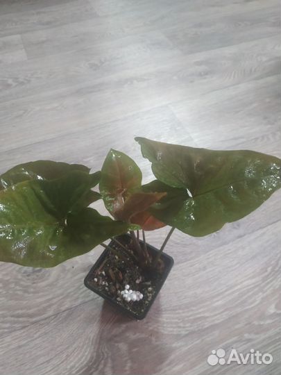 Домашние цветы