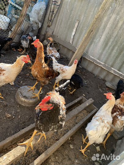 Молодые петухи