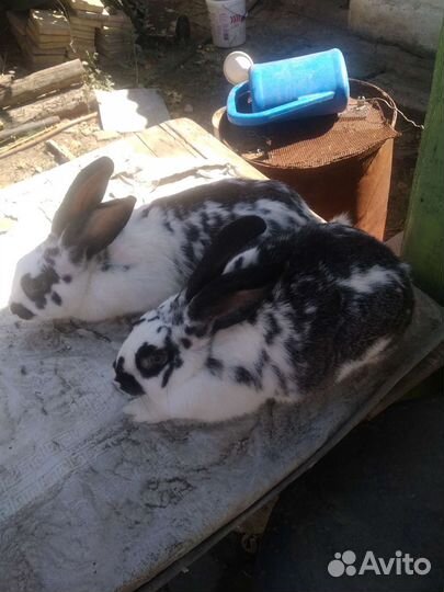 Кролик самец и самки