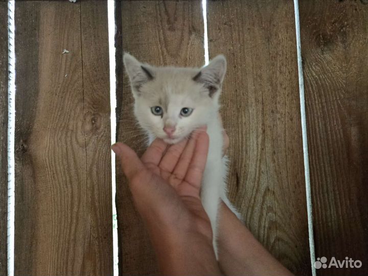 Котёнок отдам в хорошие руки