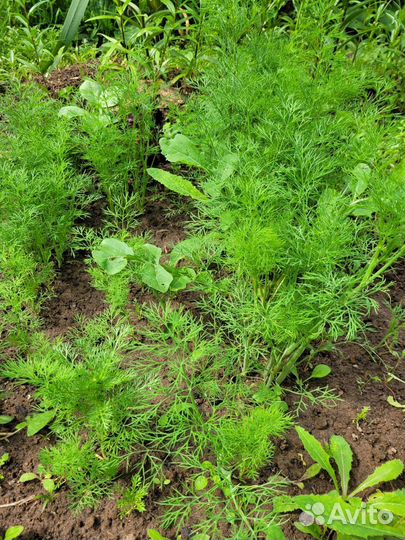 Лилии, тюльпаны, нарциссы, флоксы, кабачки, огурцы