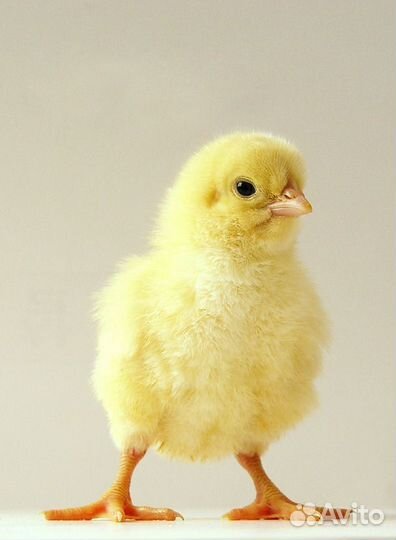 Продаю цыплят