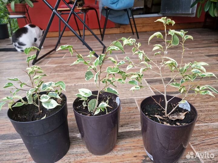 Фикус бенджамина