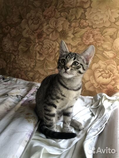 Отдам котенка в добрые руки