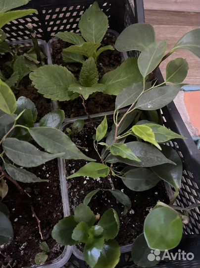 Цветы для дома, офиса, в подарок