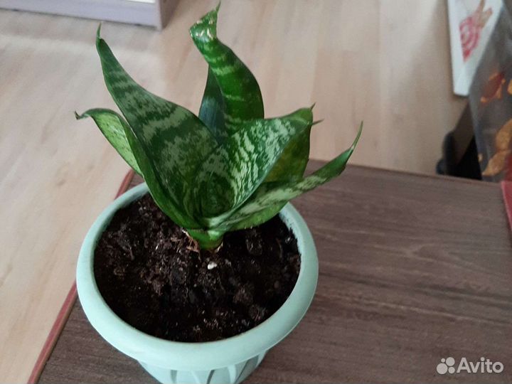 Сансевиерия