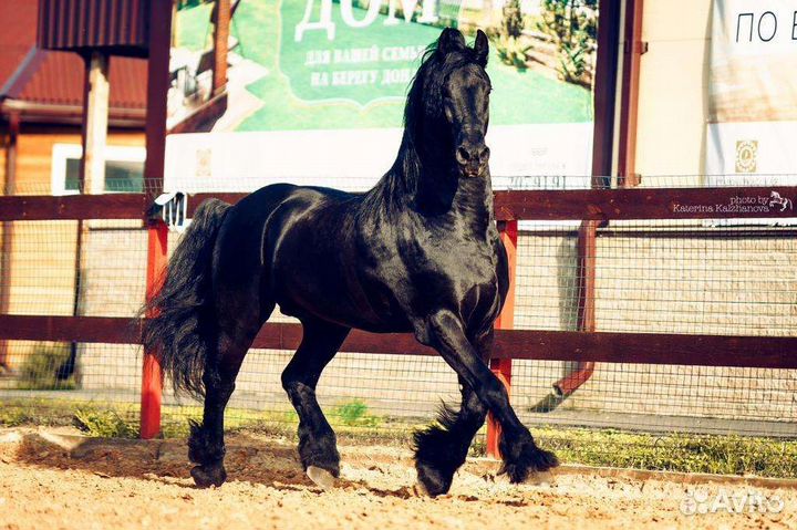 Фризский жеребец импорт Голландия