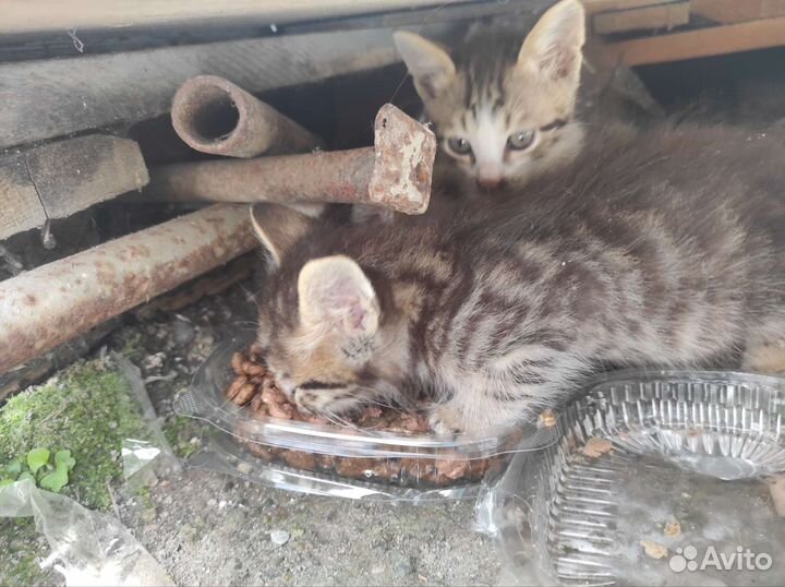 Котята в дар