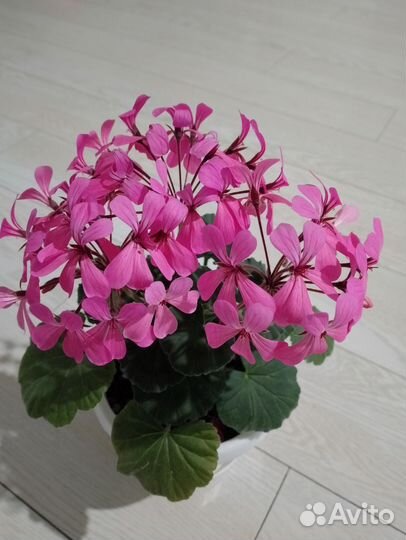 Пеларгония герань