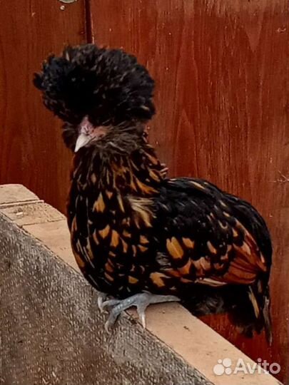 Куры молодки