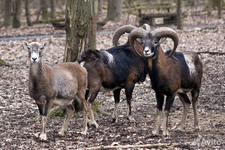 Камерунская овца, керри хил