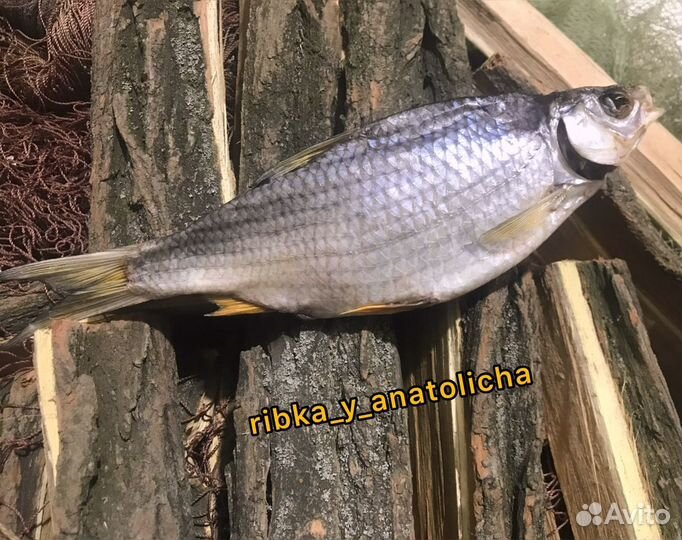 Крупная Вобла