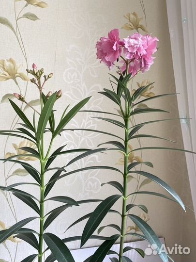 Олеандр махровый