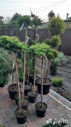 На штамбе огромный выбор хвойных и лиственных