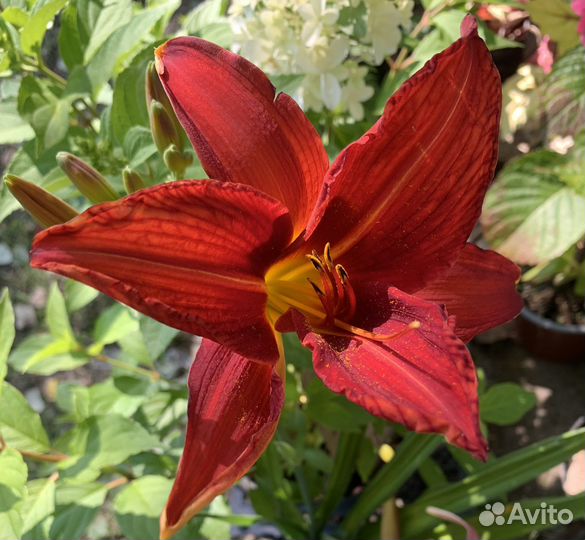 Лилейники разные сорта