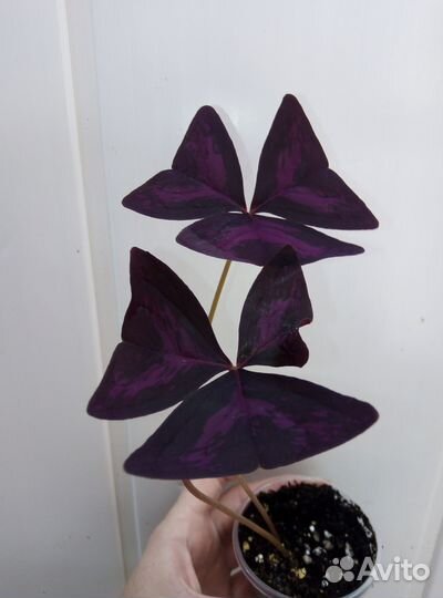 Кислица (Оксалис)