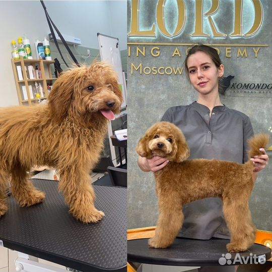 Стрижка собак. Грумер