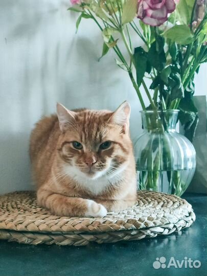 Кот Ванечка