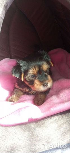 Йоркширский терьер