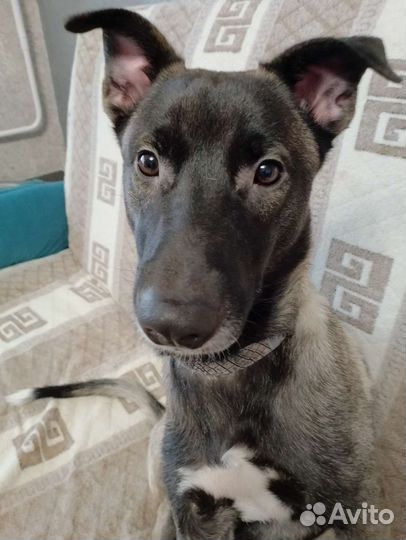 Собаки бесплатно в добрые руки