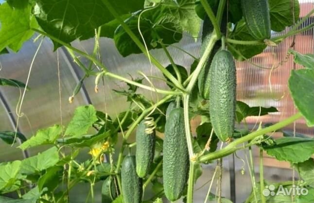 Теплица 3 на 4 m