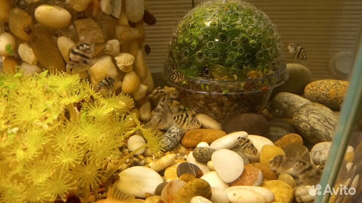 Рыбка сапфировый попугай