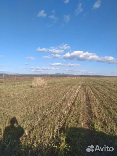 Трава Суданка