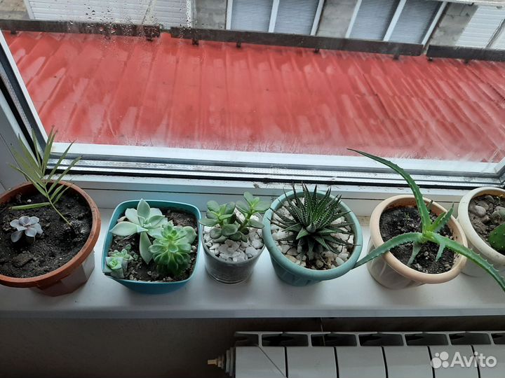 Комнатные цветы